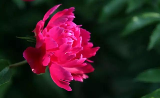 牡丹被称为花王。芍药被称为花相