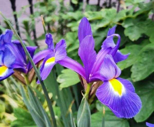 “彩蝶翩跹舞、绿尖戏紫鸢!”——鸢尾花开惹人爱,快来学习吧! “彩蝶翩跹舞、绿尖戏紫鸢!”——鸢尾花开惹人爱,快来学习吧!