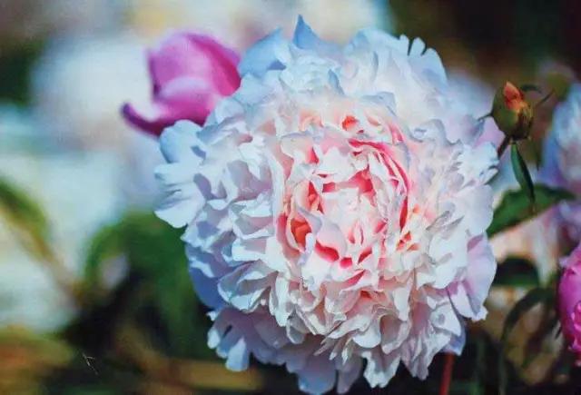 牡丹被称为花王。芍药被称为花相