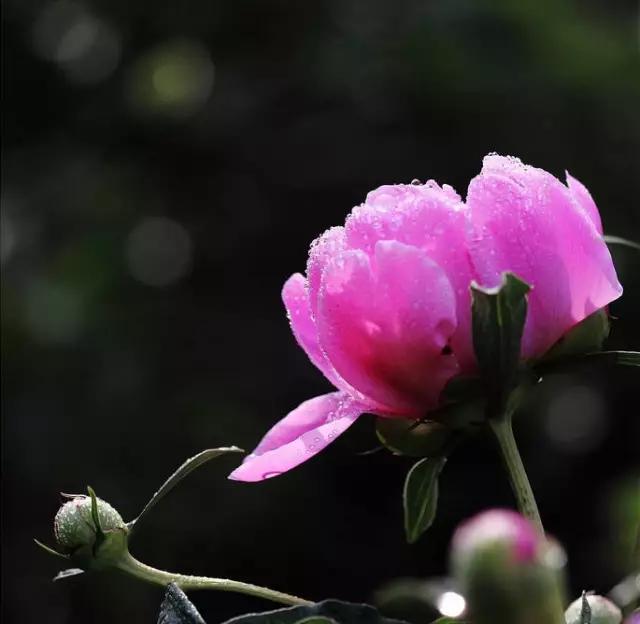 牡丹被称为花王。芍药被称为花相