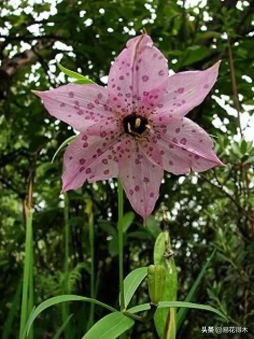 濒危物种｜百合是我国传统名花，您可见过开瓣豹子花？