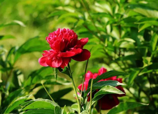 牡丹被称为花王。芍药被称为花相