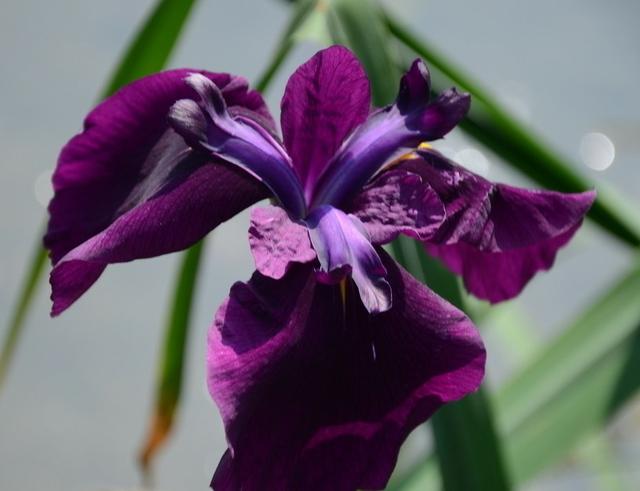 “彩蝶翩跹舞、绿尖戏紫鸢!”——鸢尾花开惹人爱,快来学习吧! “彩蝶翩跹舞、绿尖戏紫鸢!”——鸢尾花开惹人爱,快来学习吧!