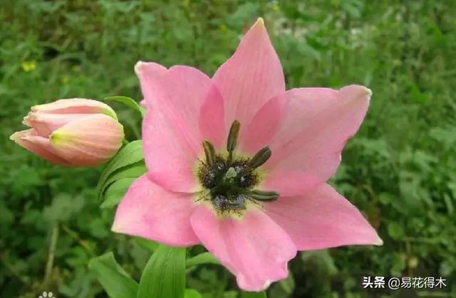 濒危物种｜百合是我国传统名花，您可见过开瓣豹子花？