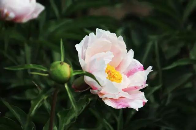 牡丹被称为花王。芍药被称为花相