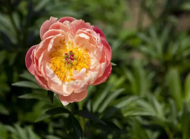 牡丹被称为花王。芍药被称为花相