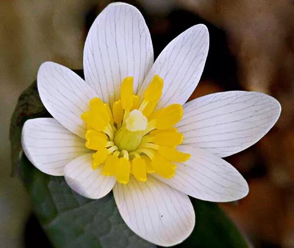 血根草～每当早春时节，便绽放出雪白而美丽的花