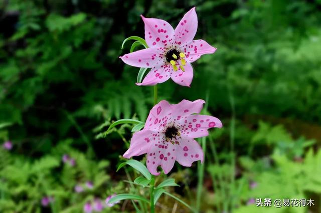 濒危物种｜百合是我国传统名花，您可见过开瓣豹子花？