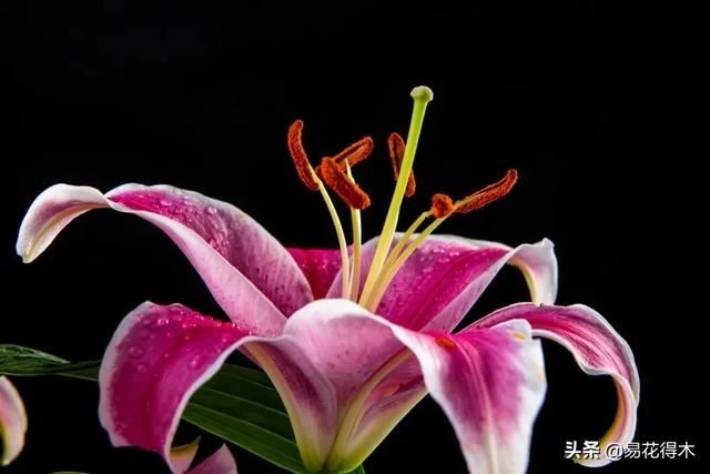 濒危物种｜百合是我国传统名花，您可见过开瓣豹子花？