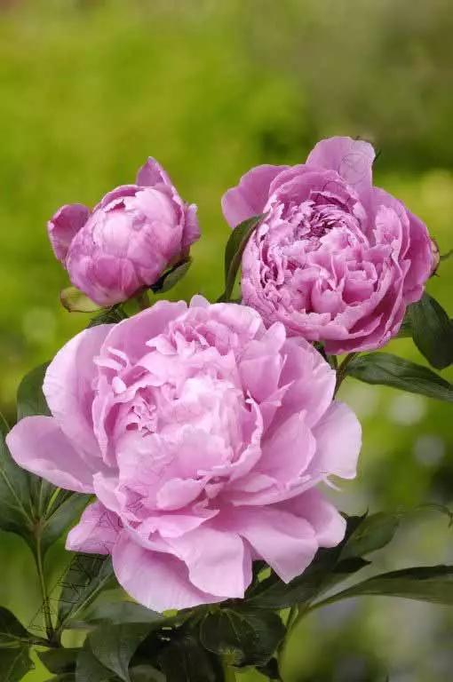 牡丹被称为花王。芍药被称为花相