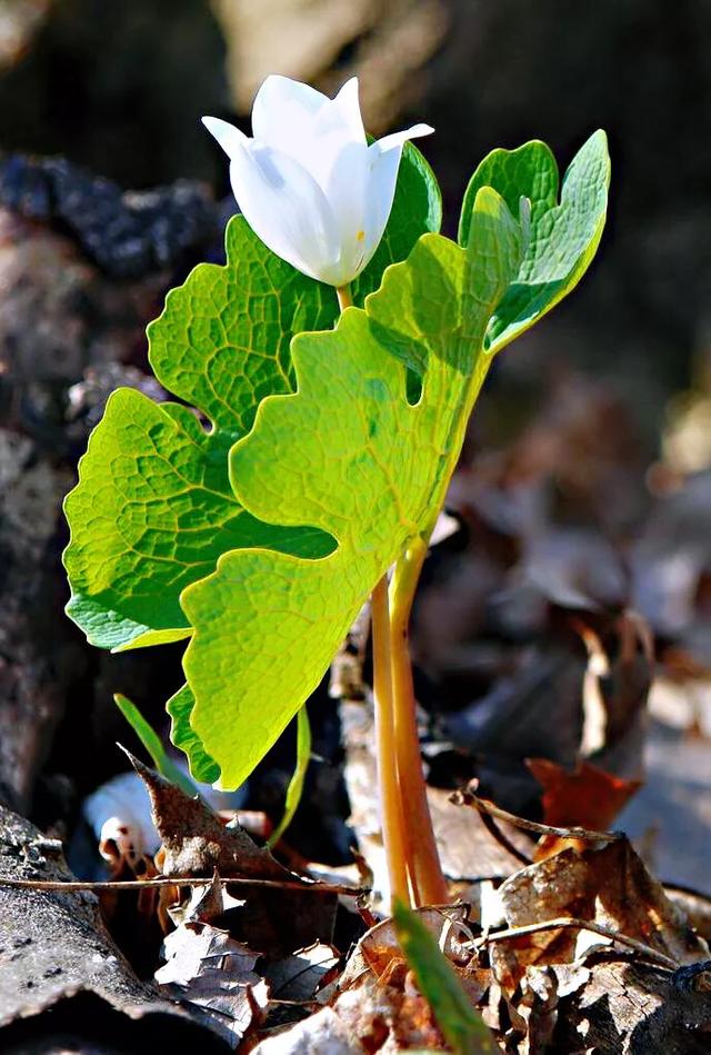 血根草～每当早春时节，便绽放出雪白而美丽的花