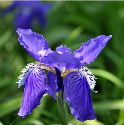 “彩蝶翩跹舞、绿尖戏紫鸢!”——鸢尾花开惹人爱,快来学习吧! “彩蝶翩跹舞、绿尖戏紫鸢!”——鸢尾花开惹人爱,快来学习吧!