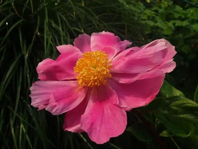 牡丹被称为花王。芍药被称为花相