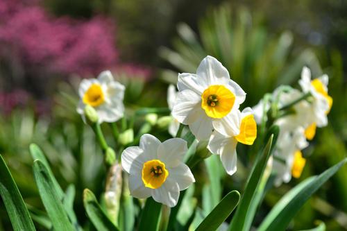 植物也会相克?哪些植物不能种在一起,记住了别忘记 植物也会相克?哪些植物不能种在一起,记住了别忘记