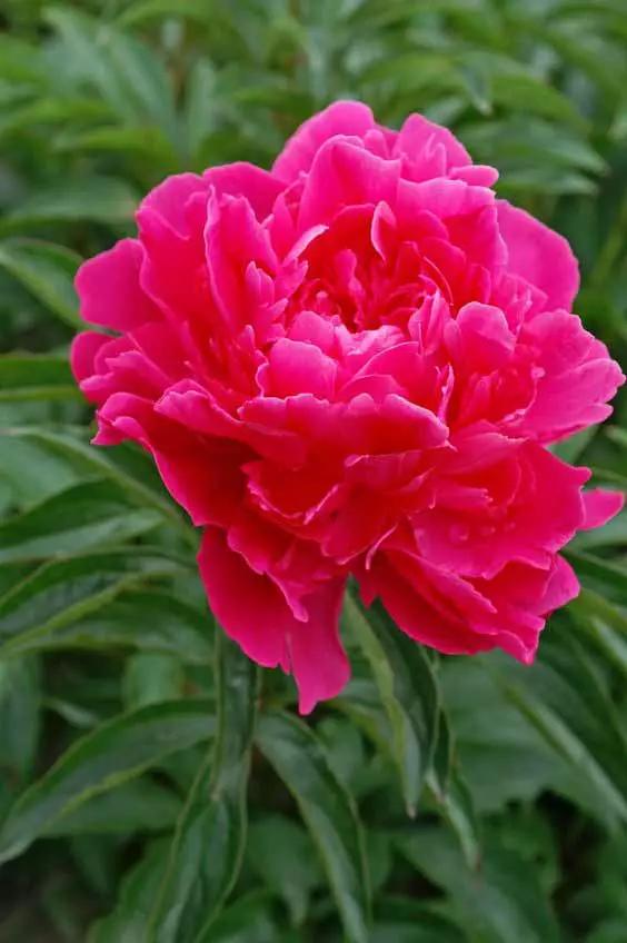 牡丹被称为花王。芍药被称为花相