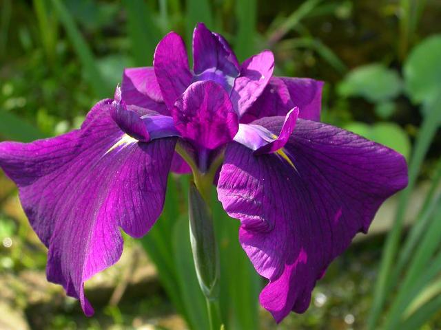 “彩蝶翩跹舞、绿尖戏紫鸢!”——鸢尾花开惹人爱,快来学习吧! “彩蝶翩跹舞、绿尖戏紫鸢!”——鸢尾花开惹人爱,快来学习吧!