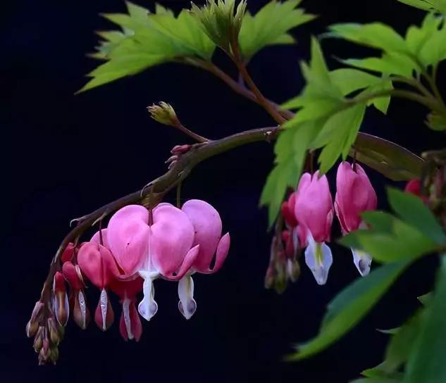 荷包牡丹花