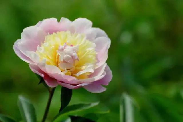 牡丹被称为花王。芍药被称为花相