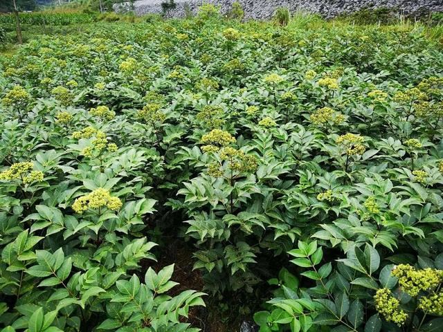 吴茱萸的人工栽培：避免四大低产问题，促进年年稳产丰产