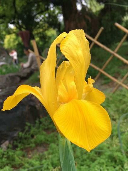 “彩蝶翩跹舞、绿尖戏紫鸢!”——鸢尾花开惹人爱,快来学习吧! “彩蝶翩跹舞、绿尖戏紫鸢!”——鸢尾花开惹人爱,快来学习吧!