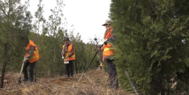 绿化正当时，涉县高速长廊植树忙