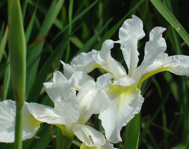 “彩蝶翩跹舞、绿尖戏紫鸢!”——鸢尾花开惹人爱,快来学习吧! “彩蝶翩跹舞、绿尖戏紫鸢!”——鸢尾花开惹人爱,快来学习吧!
