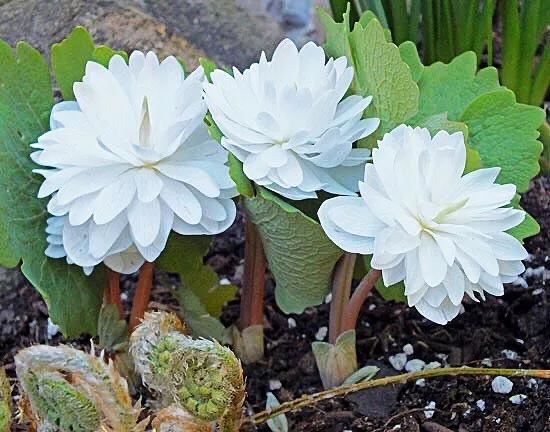 血根草～每当早春时节，便绽放出雪白而美丽的花