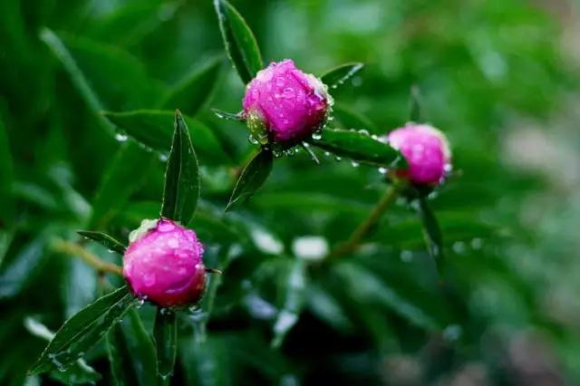 牡丹被称为花王。芍药被称为花相