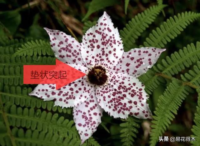 濒危物种｜百合是我国传统名花，您可见过开瓣豹子花？