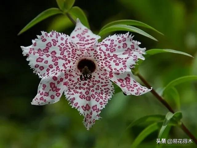 濒危物种｜百合是我国传统名花，您可见过开瓣豹子花？