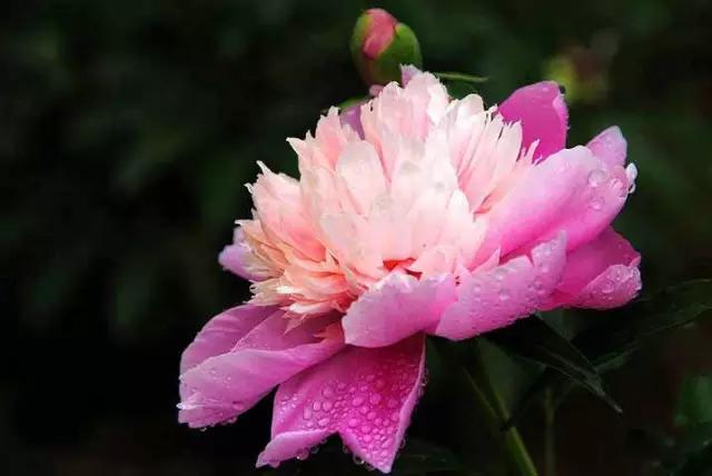 牡丹被称为花王。芍药被称为花相