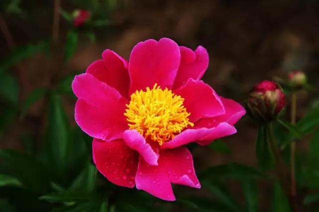 牡丹被称为花王。芍药被称为花相