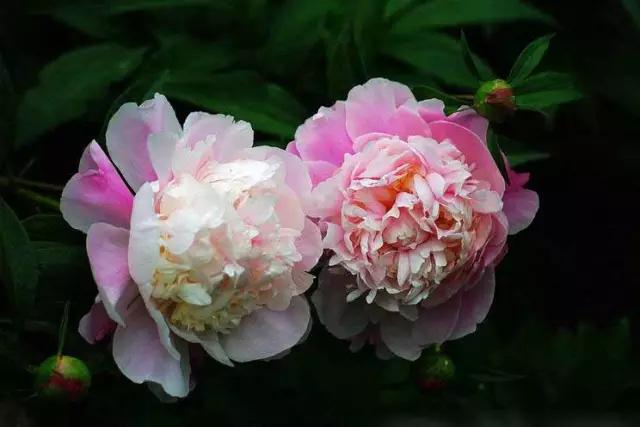 牡丹被称为花王。芍药被称为花相