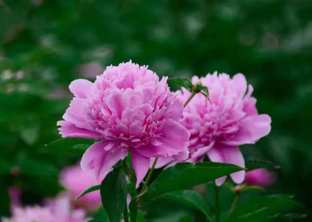 牡丹被称为花王。芍药被称为花相