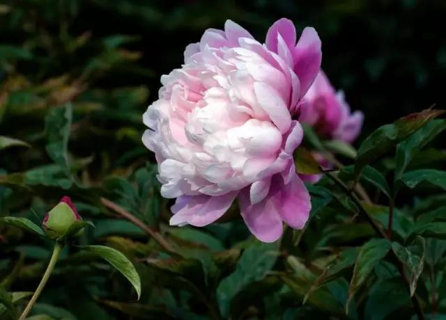 牡丹被称为花王。芍药被称为花相