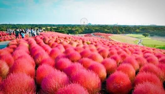 红地肤欣赏及种植技术简介