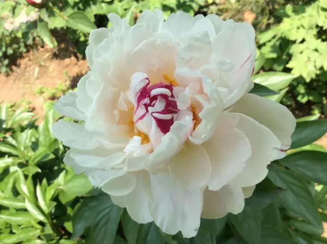 牡丹被称为花王。芍药被称为花相