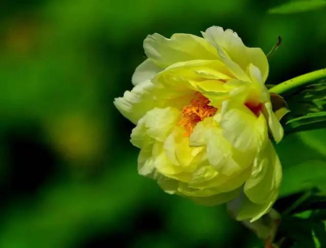 牡丹被称为花王。芍药被称为花相