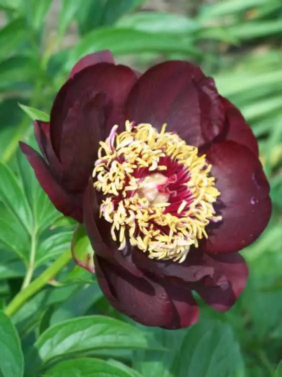 牡丹被称为花王。芍药被称为花相