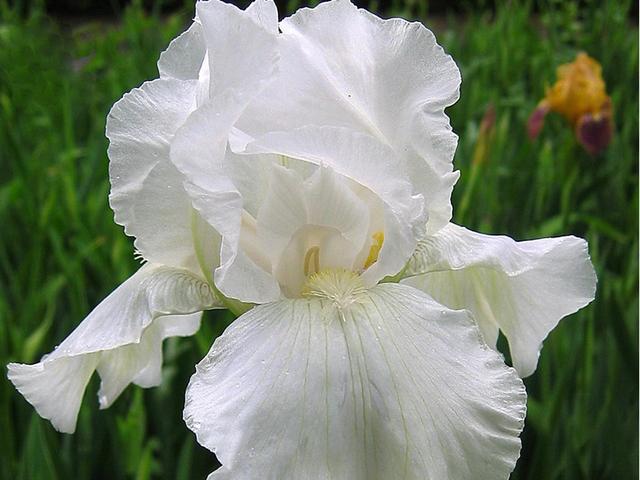 “彩蝶翩跹舞、绿尖戏紫鸢!”——鸢尾花开惹人爱,快来学习吧! “彩蝶翩跹舞、绿尖戏紫鸢!”——鸢尾花开惹人爱,快来学习吧!