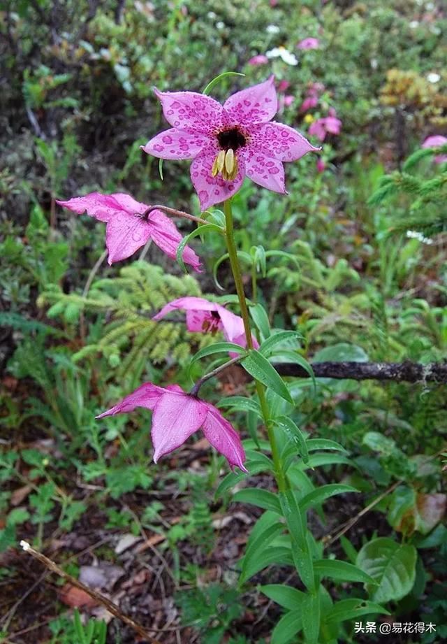 濒危物种｜百合是我国传统名花，您可见过开瓣豹子花？