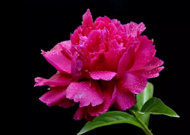 牡丹被称为花王。芍药被称为花相