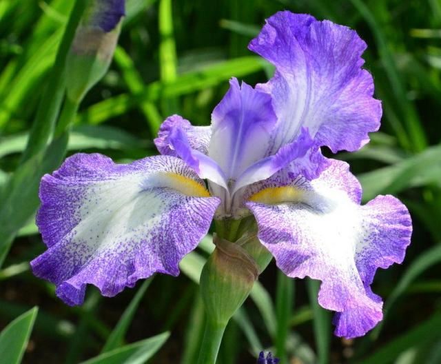 “彩蝶翩跹舞、绿尖戏紫鸢!”——鸢尾花开惹人爱,快来学习吧! “彩蝶翩跹舞、绿尖戏紫鸢!”——鸢尾花开惹人爱,快来学习吧!