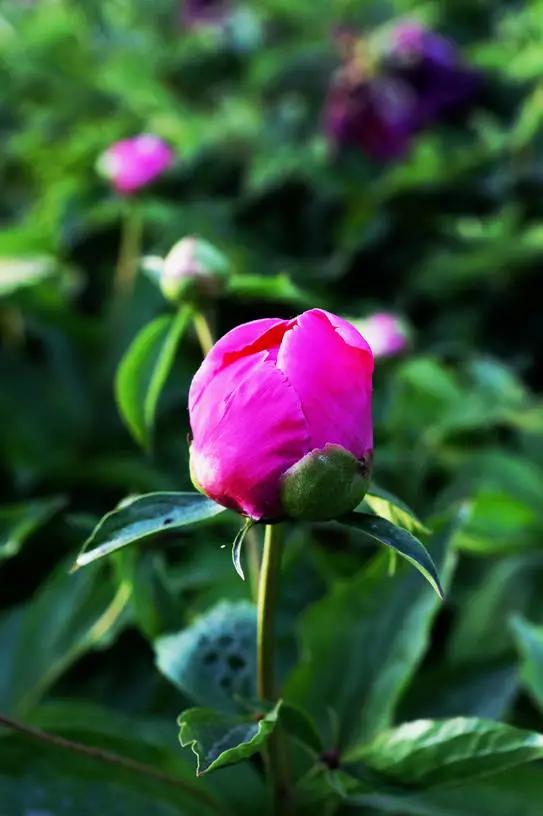 牡丹被称为花王。芍药被称为花相