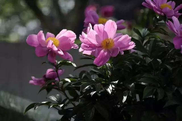 牡丹被称为花王。芍药被称为花相