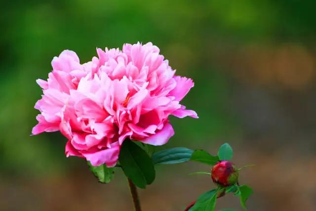 牡丹被称为花王。芍药被称为花相