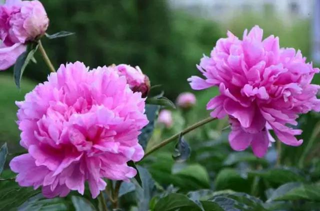 牡丹被称为花王。芍药被称为花相