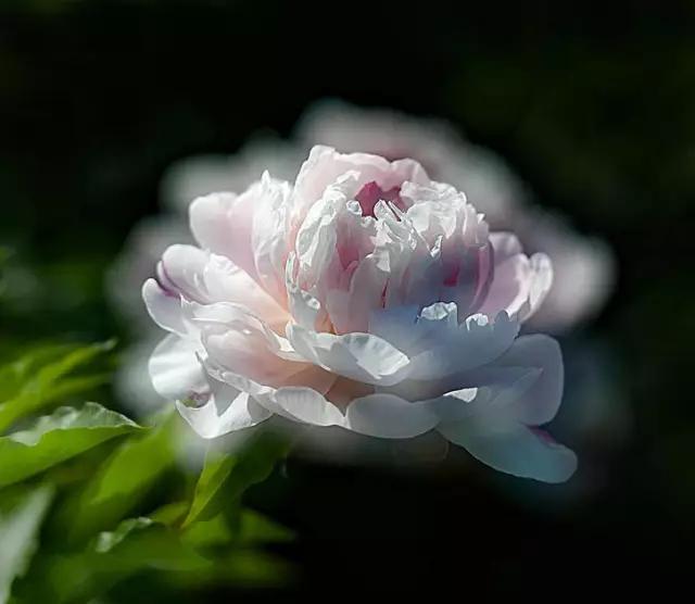 牡丹被称为花王。芍药被称为花相