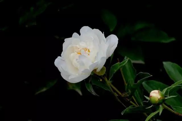 牡丹被称为花王。芍药被称为花相