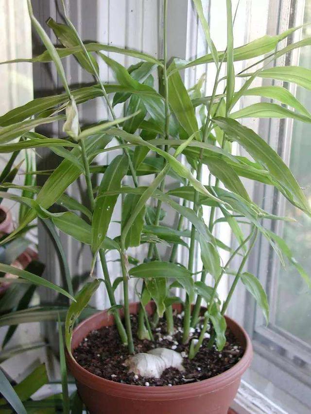 姜黄盆栽有其价值，能吃能看真实好看，有盆有土就能种